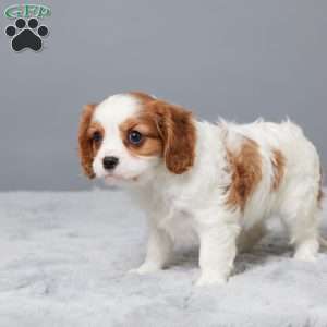Nina, Cavalier King Charles Spaniel Puppy